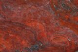Polished Stromatolite (Collenia) - Minnesota #126101-1